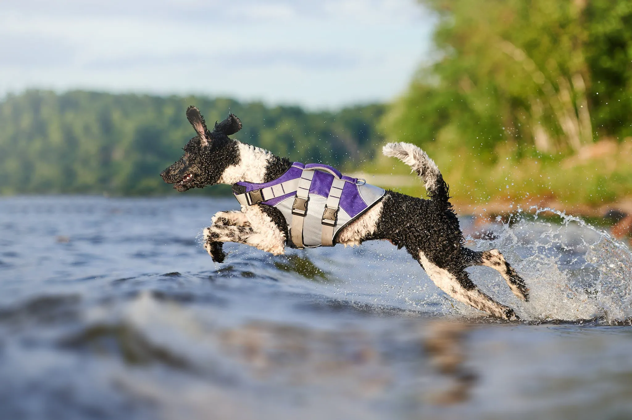 Purple Life Jacket